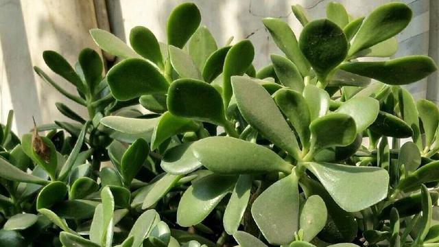 一片叶子就能种出一棵玉树？掌握这个小技巧，让你的玉树绿油油、枝繁叶茂又爆盆！