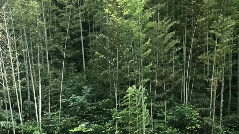 安徽黄山5A级木坑竹海景区，一个去游玩以后不想离开的地方！