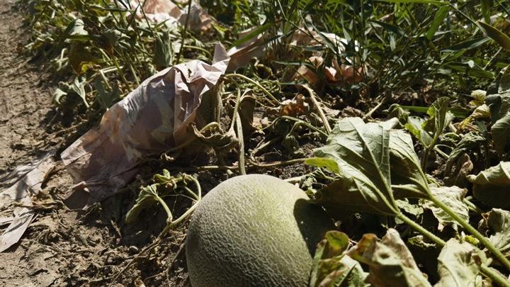 钼酸铵促进氮代谢，宁夏吴忠哈密瓜种植，分株定量灌溉与糖度实时监测技术