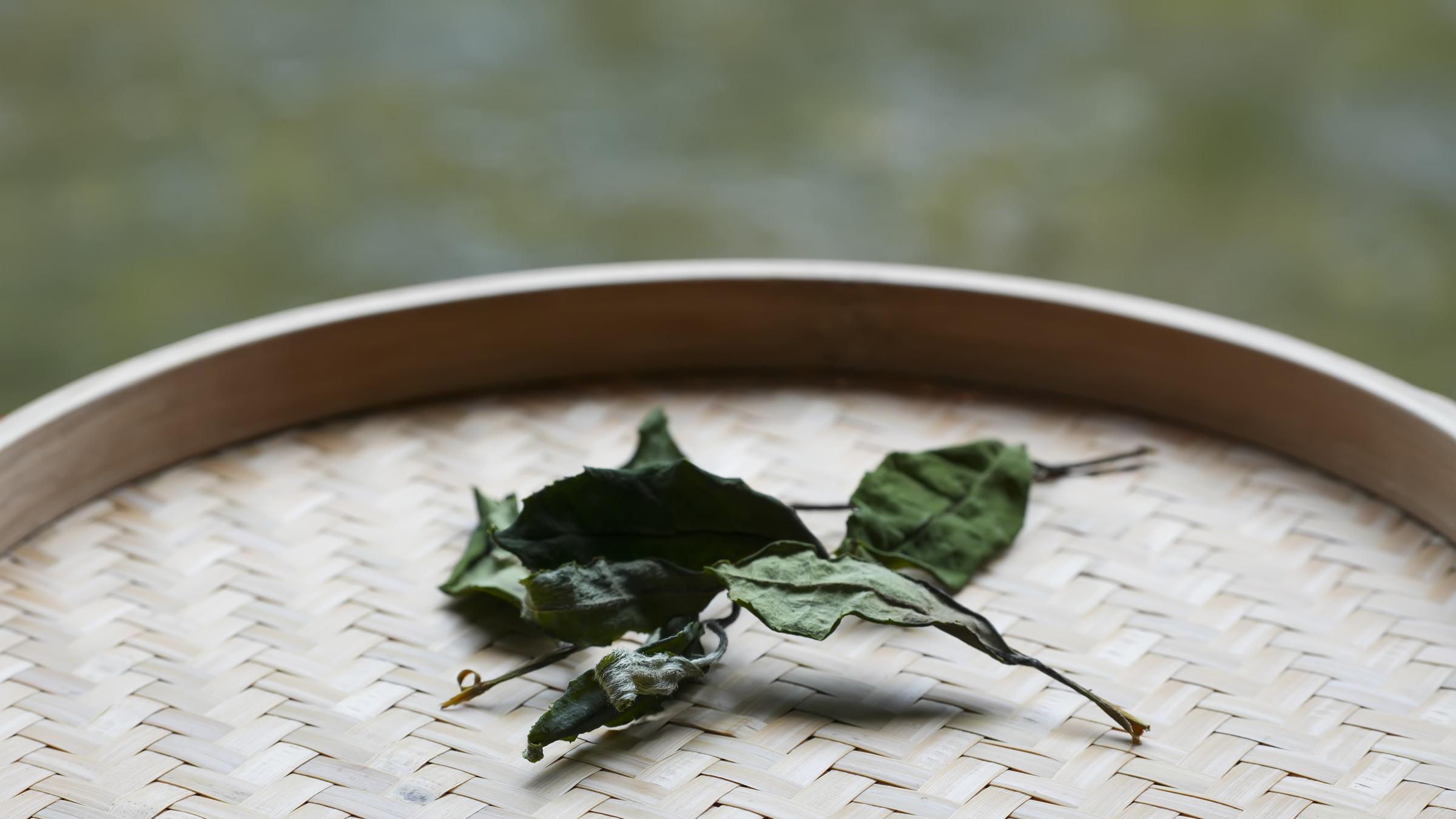 白茶优等生——福安大白