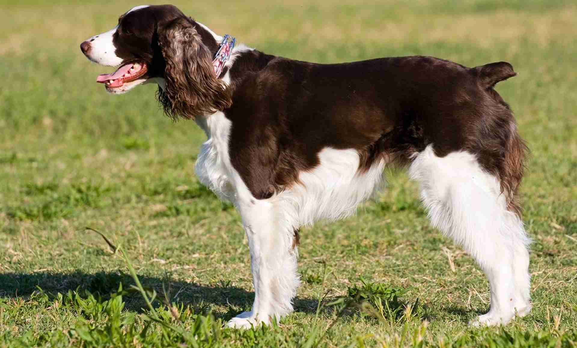 史宾格种犬筛选，北方冬季保暖，营养增重技巧，十年经验总结