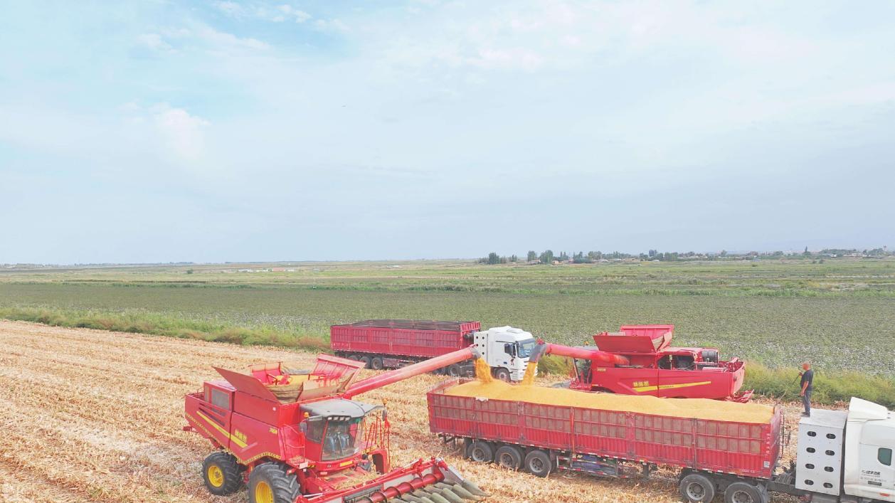 钵施然谷物收割机，让收成更有保障！