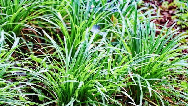 韭菜黄叶干尖是什么原因？如何通过4种方法有效预防和解决？
