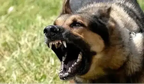 为流浪猫狗而放弃十二艘航母？为什么有人总让老百姓为伪善买单！