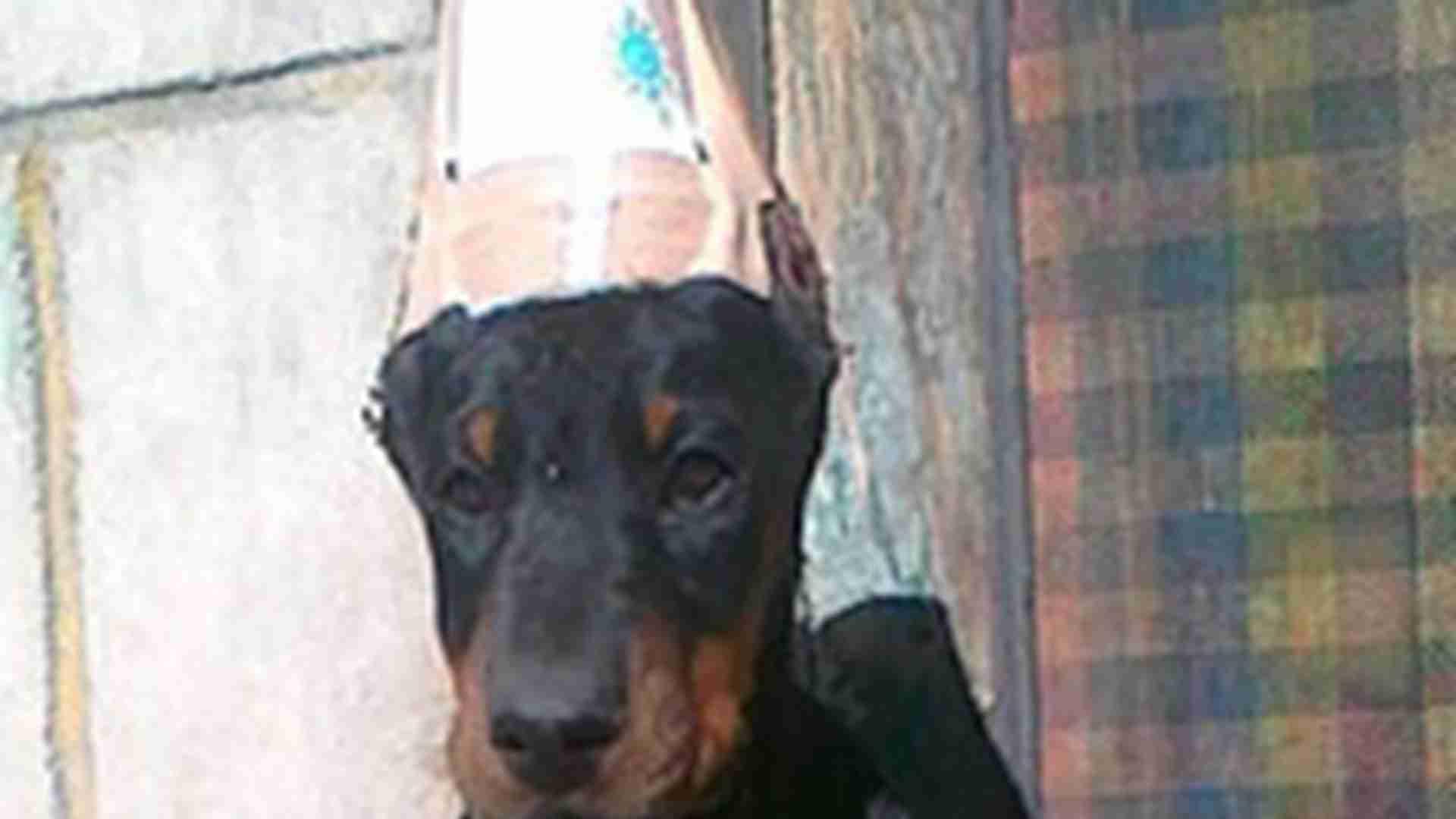 杜宾工作犬养老，关节养护方案，退役犬生活质量，千万注意营养配比