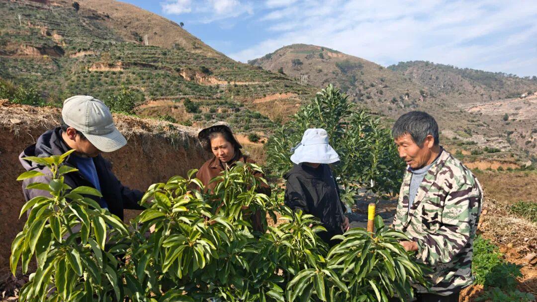 川滇明珠金沙江畔大动作！3200 亩牛油果产业崛起背后藏何秘密？