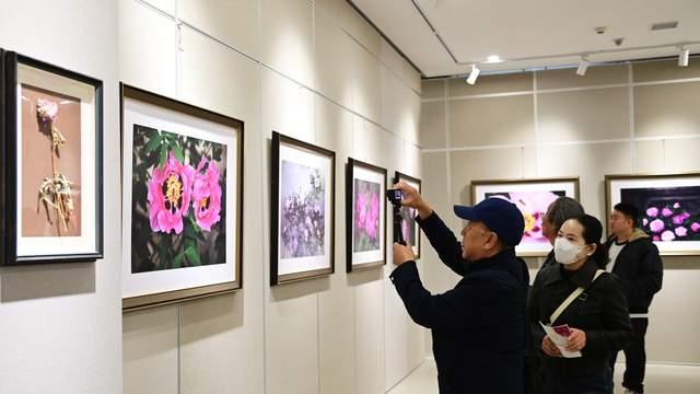 兰州市迎来马健牡丹摄影艺术展，临夏牡丹冠绝陇上