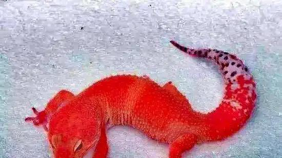 守宫砂是什么? 真的能够鉴定处女之身吗?