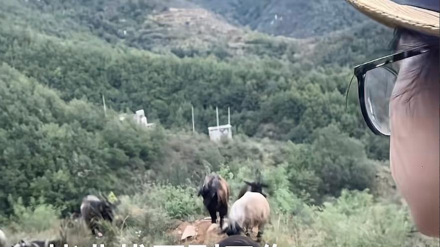 河北一女生大学生求职碰壁 父母送100只羊当“出路” 却成了网红