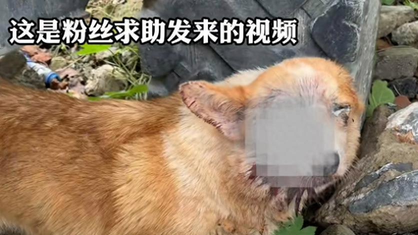 流浪小柯基遭遇恶犬袭击，脸部被撕烂，奄奄一息的样子让人心疼