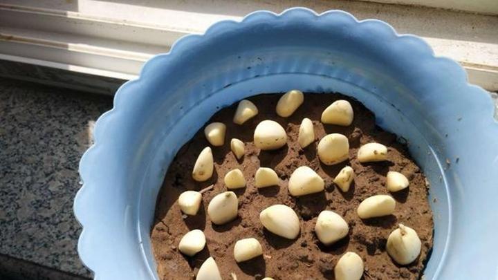 林下种植光照优化方案，大蒜遮阳网应用技巧，竹筐储存经验总结