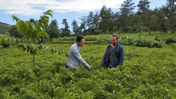 成都平原魔芋，紫色土深耕方案，喷灌水肥一体化，霜降后采收风险防控