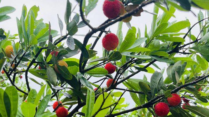 杨梅花芽生理分化期，越级碾压，杨梅阴雨天花芽退化，补光灯周期干预