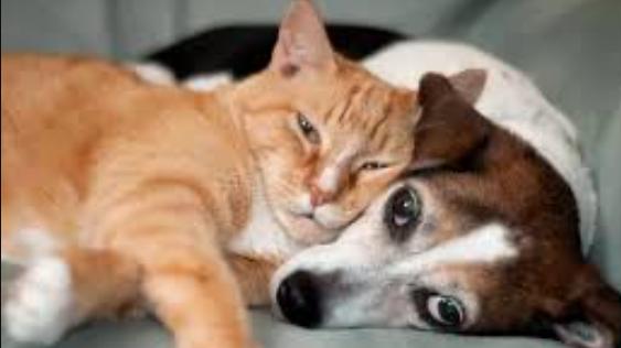 如何为宠物选择合适的营养品？别再交智商税了！