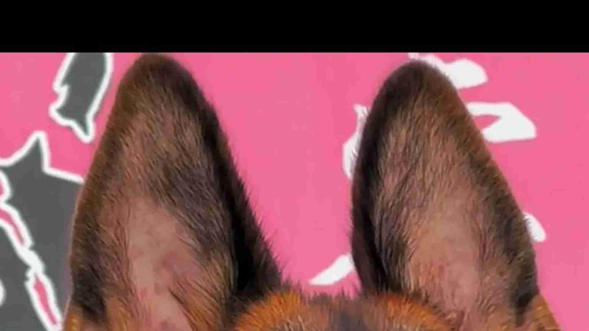 孕期行为异常录，三个月观察表，德牧犬繁育，应激早干预