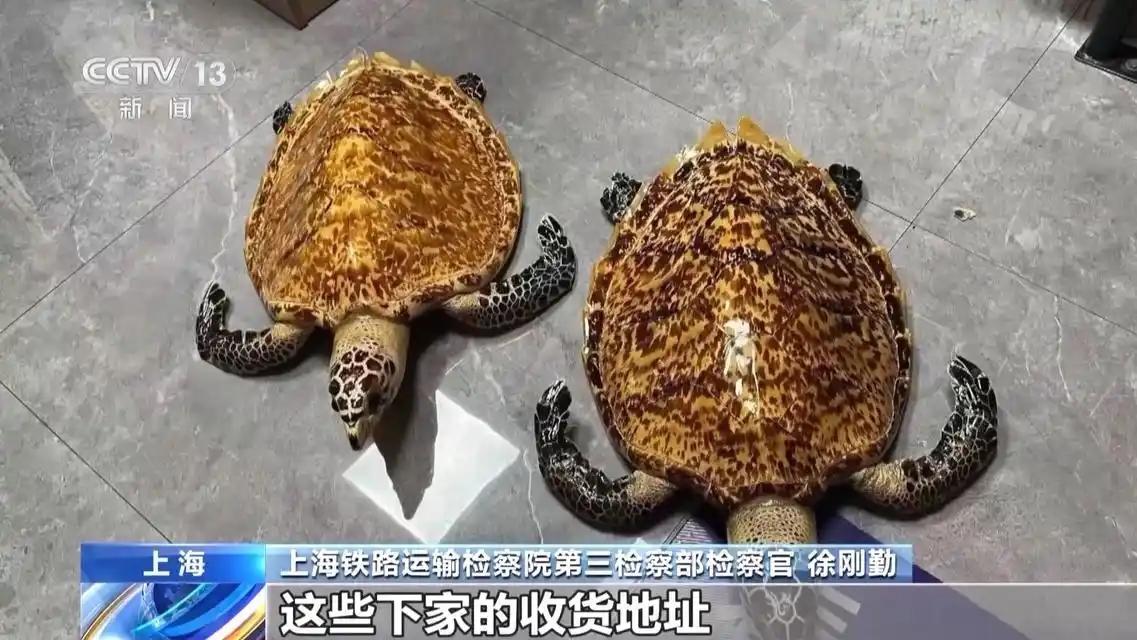 血腥文玩！非法出售玳瑁标本 买家卖家均获刑！