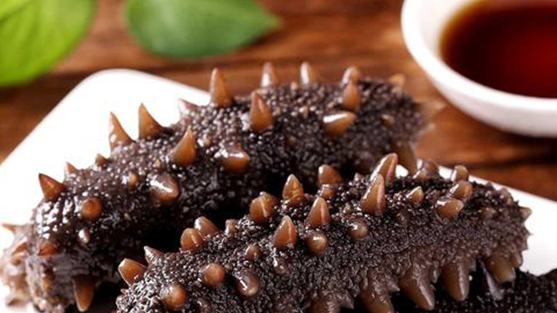 海参饵料成本压缩，藻类自培方案，营养配比调整，成本降2成