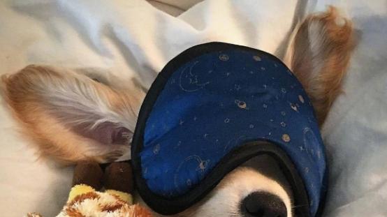 比较好的狗粮品牌有哪些？教你怎么判断狗粮的好坏，新手进