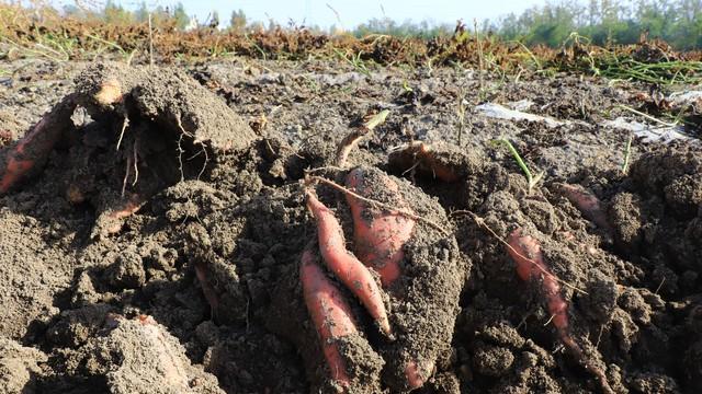 红薯“倒插苗”技术靠谱吗？从种植方法到产量预测