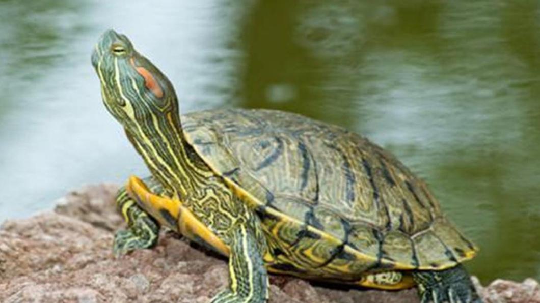 南方巴西龟散养技术解析，耐高温品种半年增重快，养殖效益显著提升