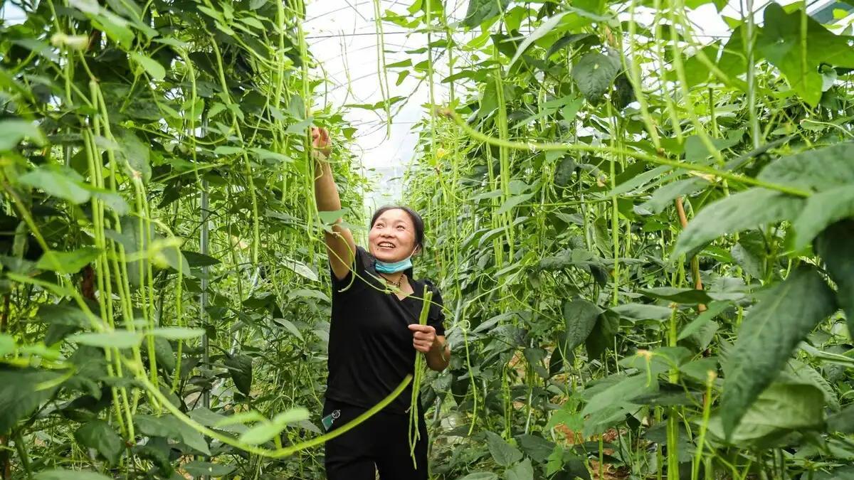 辣椒、西红柿、茄子、豆角产量提升秘诀：正确整枝打杈方法详解。