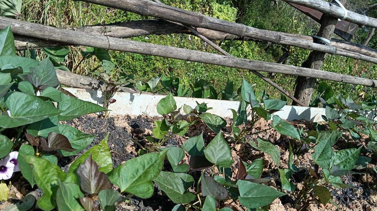 减肥是中午少吃还是晚上少吃？