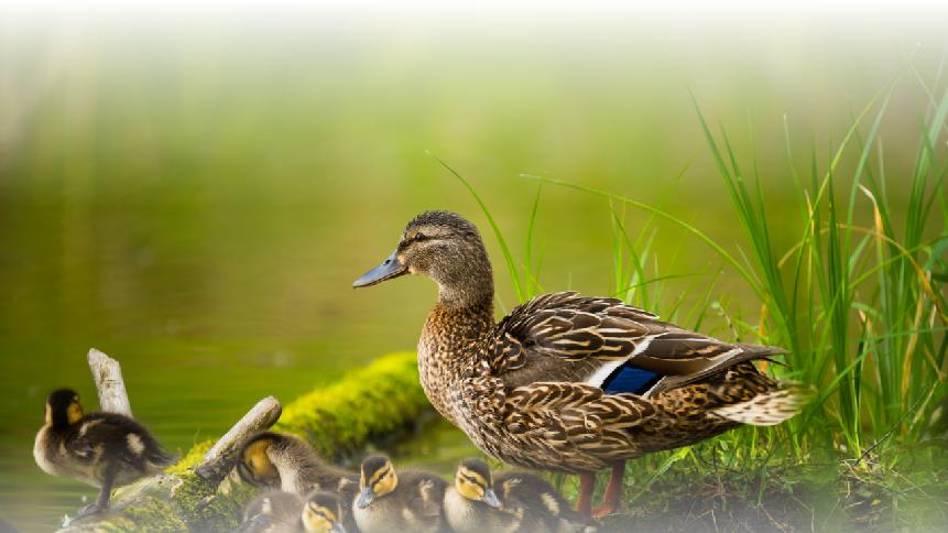 「四季流转，琥珀绘梦」色彩指南 | 流动的苏醒・春