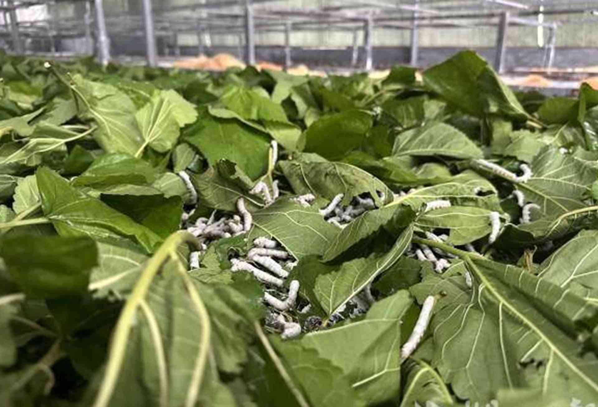 蚕丝拉伸强度，三种簇具对比，机械改良项目，上茧率提升操作实录