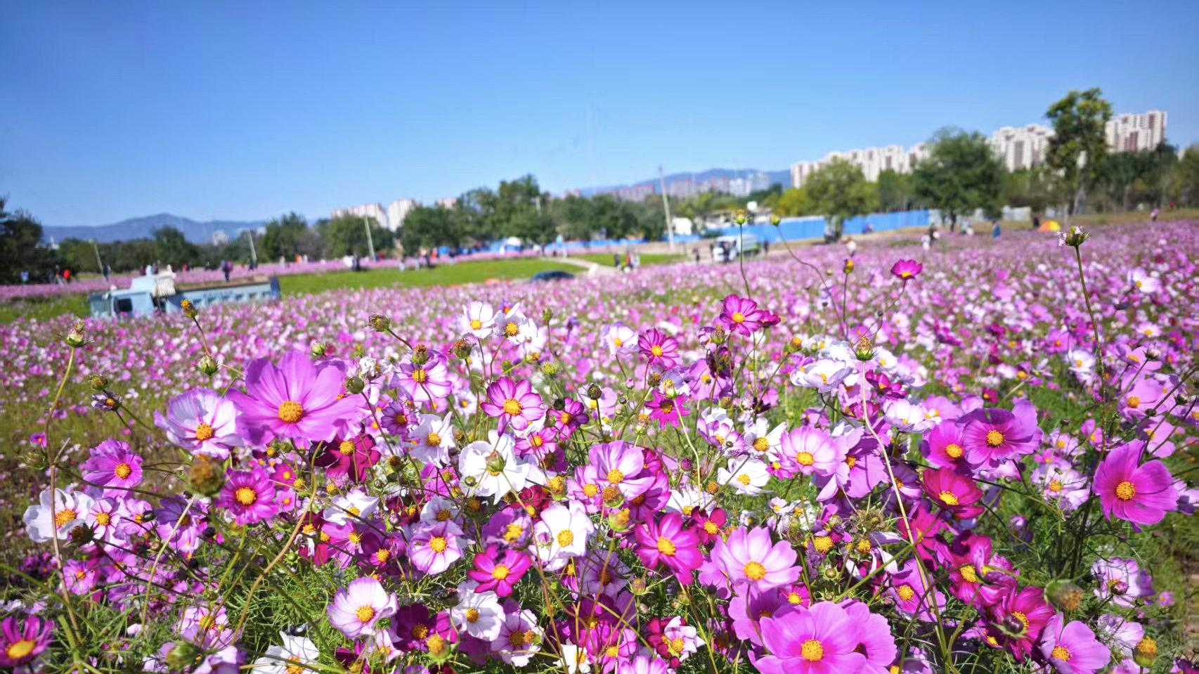 北京惊现9万亩格桑花海，免费人少正值花期，你去了没有？