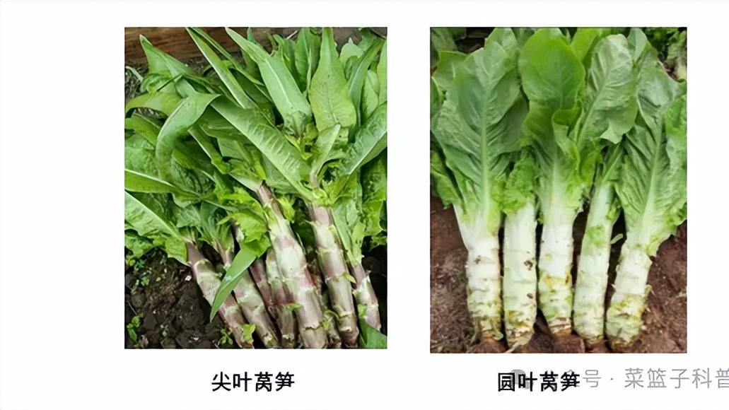 莴笋：玩转蔬菜界的替身文学