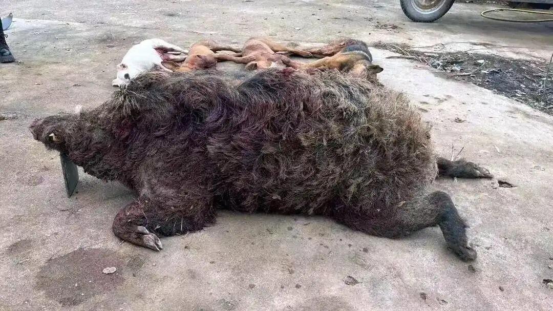 一年战死33条猎犬，超400斤野猪王战力爆表，野猪真比老虎危险吗？