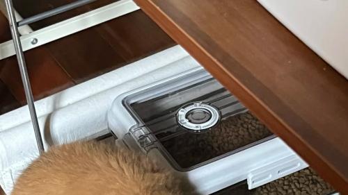 猫咪挑食行为的心理与生理因素：找准根源才能解决 吃饭难