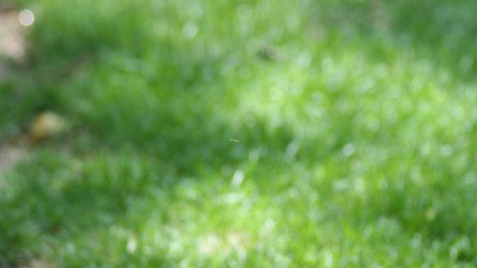 公园里的灰鸽子：城市生态的隐形守护者