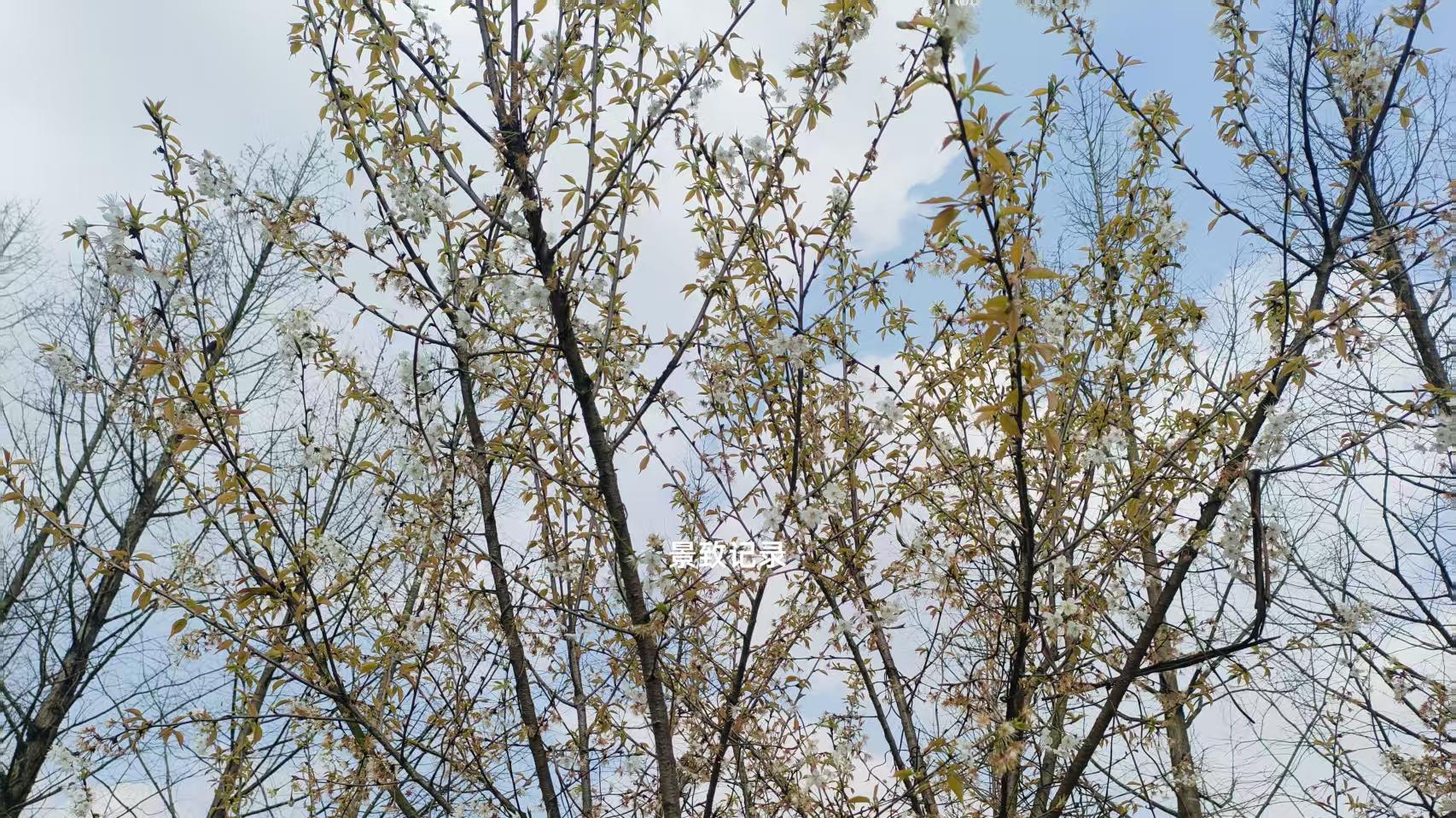 景致记录：离开美国哈利士堡，在船上，狄更斯与绅士们变得有趣了