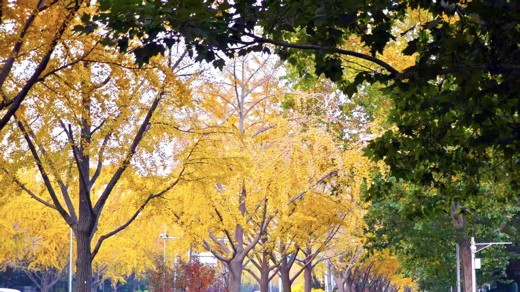 北京这里一半夏绿一半金黄，宛如韭菜+鸡蛋，你去了吗？