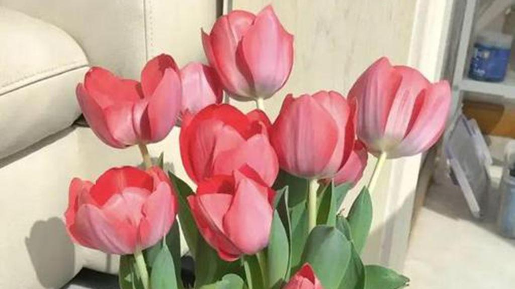 风信子防寒措施，7天生根期，家庭盆栽养护，观赏性强