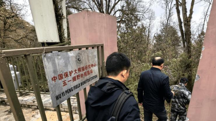 保护大熊猫，要从保护竹子生态环境做起