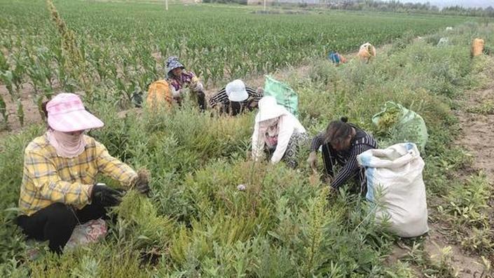 目前国内种植面积有限，仅数千亩，价格达120元一公斤，亩产值高达2.4-6万元