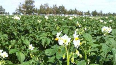 山西岢岚土豆种植技术分享，施肥深度与黑痣病防治，幼苗期20天养护要点解析