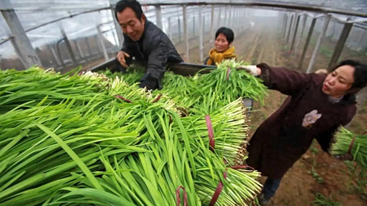 韭菜叶片纤细原因解析及解决策略：让你的韭菜长得又粗又壮