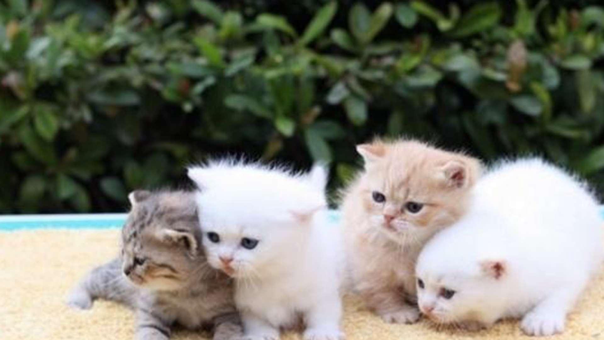 拿破仑猫玩具消毒，紫外线杀菌方案，幼崽感染预防，猫舍主理人忠告