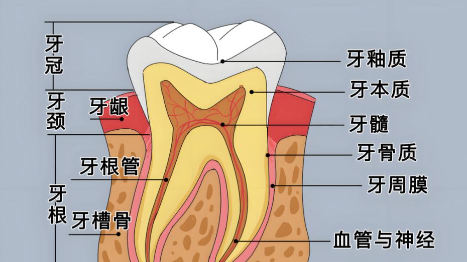 全国爱牙日|关注口腔健康，揭秘牙齿中的“生命种子”
