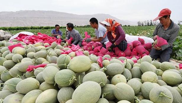 梯田种植营养流失快，腐殖土分层回填技术，哈密瓜超声波保鲜方法