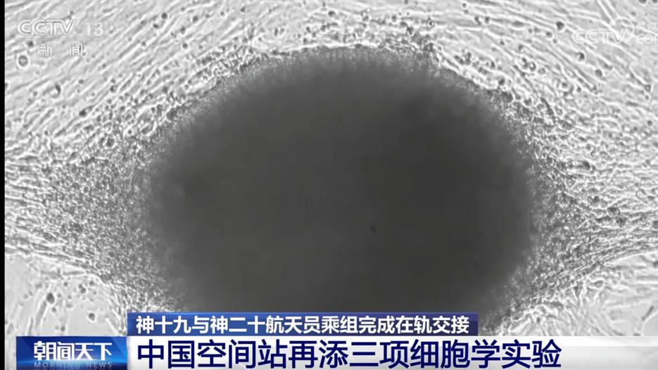 中国空间站“上新”三项细胞学实验 一起期待揭开更多“生命密码”