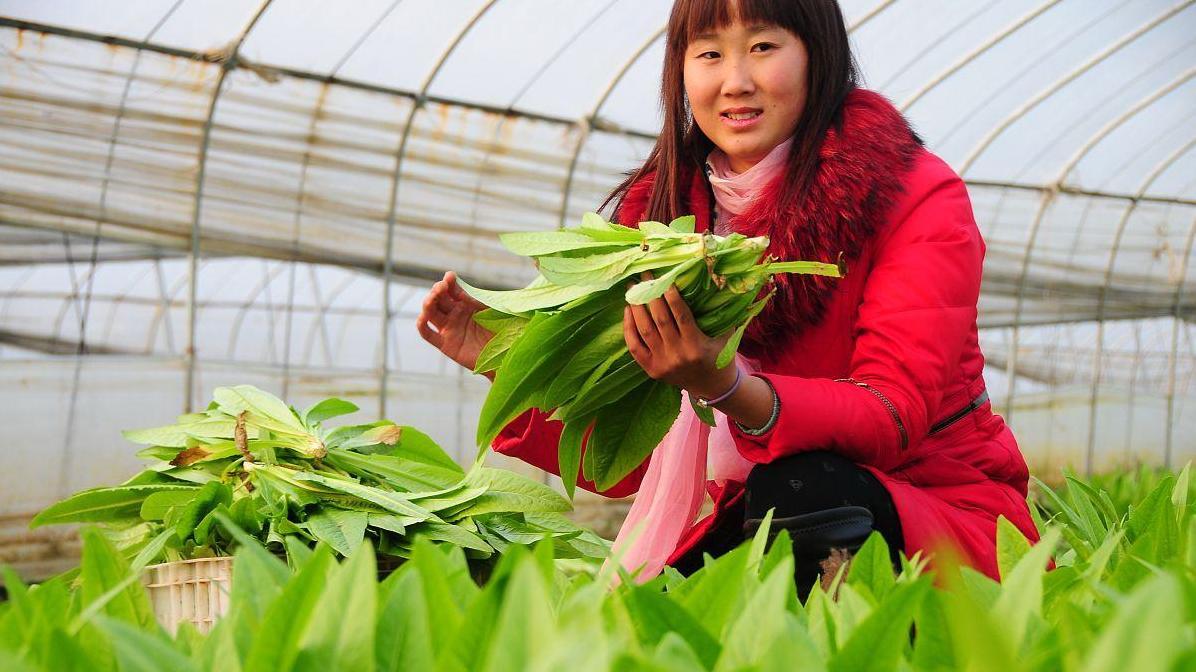 秋种油麦菜的时间和措施，全程无忧攻略
