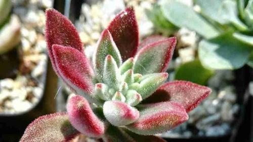 锦晃开花后养护, 一个月花后修剪技巧, 家庭阳台香草花园, 精油提取原料供应