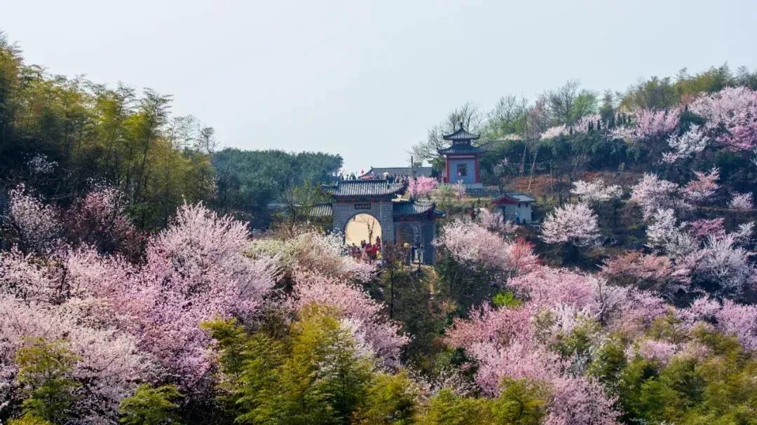 咸宁一周赏樱指数预报（3月11日-3月17日）