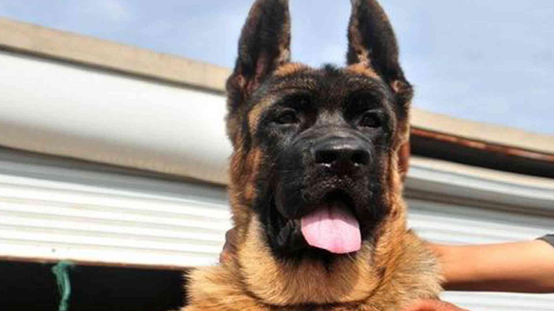 笼内丰容玩具配，山区散养基地，德牧犬解压，行为少刻板