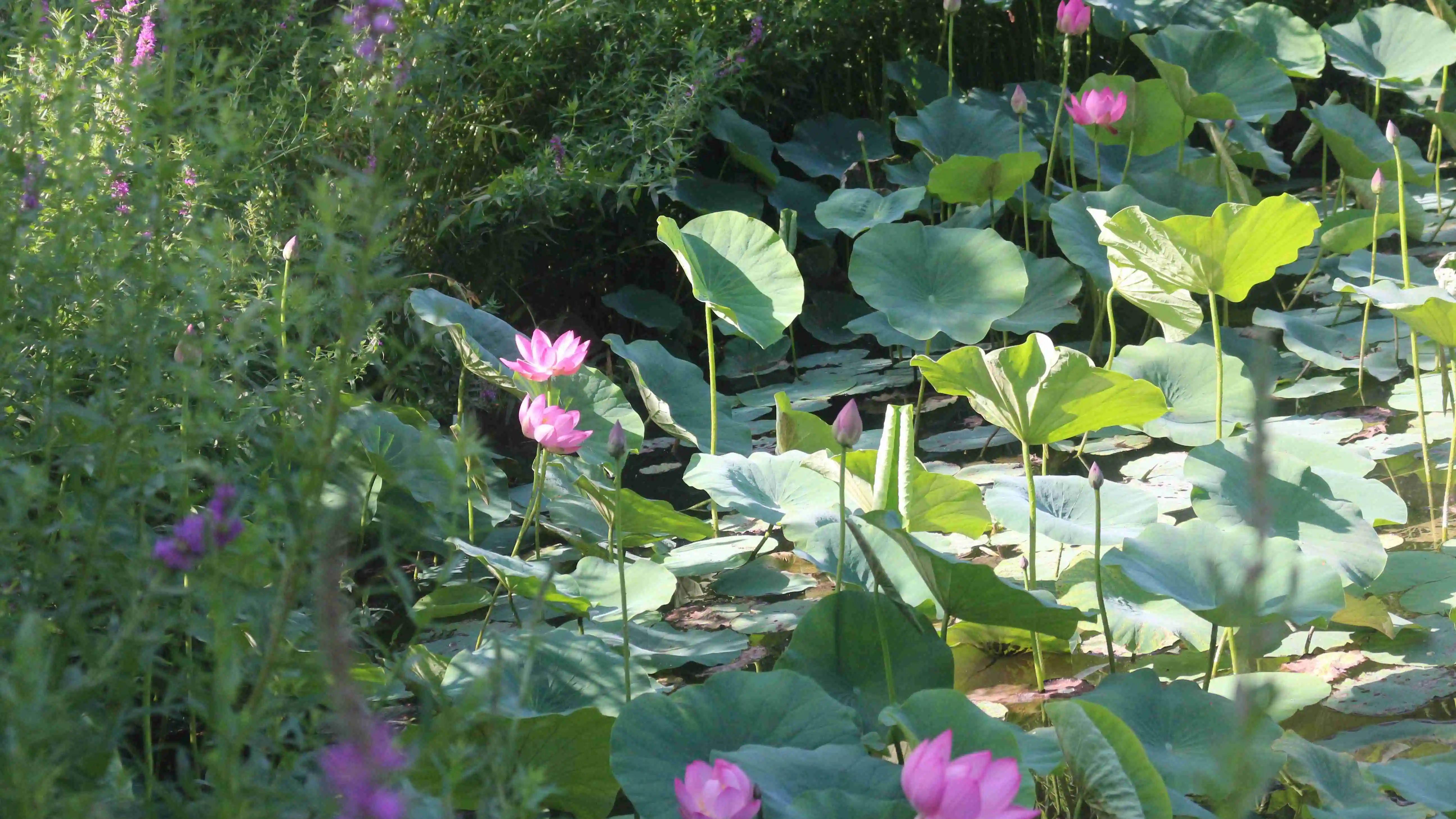 7月12日实拍，太原南寨公园的夏天：绿意盎然，繁花似锦