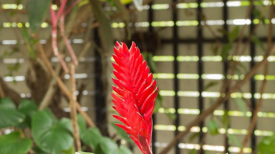 养蟹爪兰，叶子发软怎么回事？原因和对策全解析